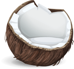 coconut drawing