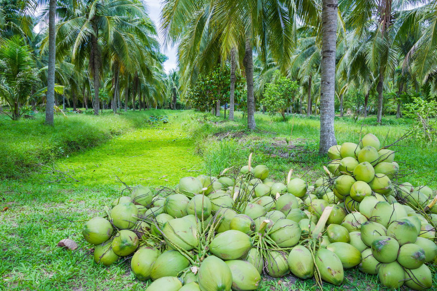 green coconuts